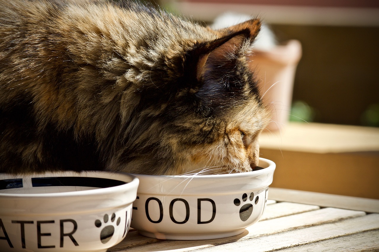 L'alimentation pour chat : tout savoir sur les croquettes et bien plus encore