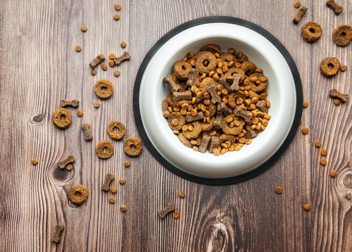Principes essentiels pour donner une alimentation équilibrée à votre chien
