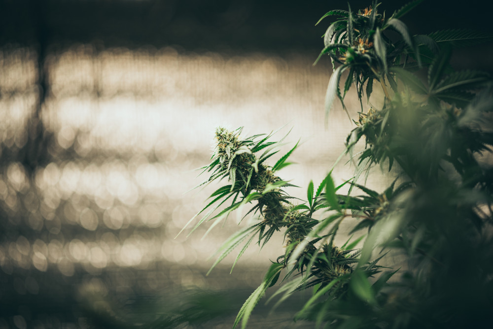 Devenir producteur de CBD : enjeux, réglementations et perspectives