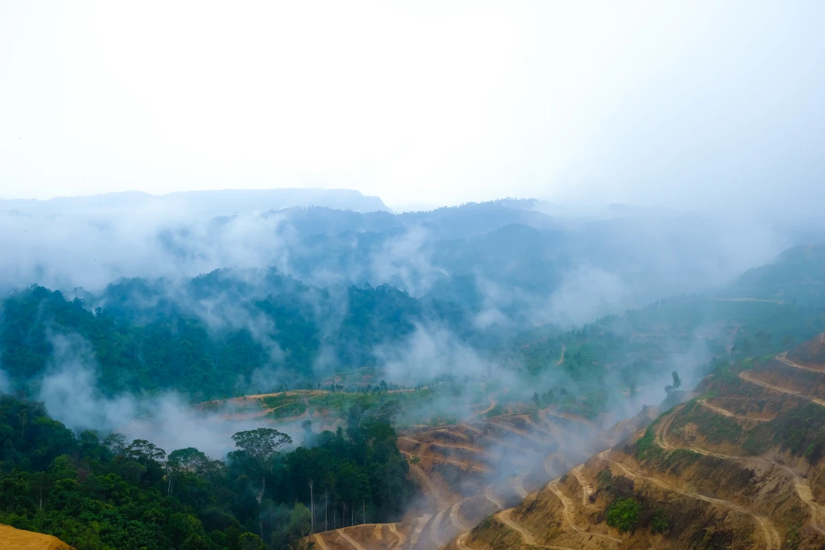 La déforestation de l'Amazonie : enjeux et conséquences