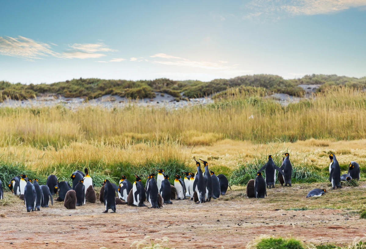 L'essor du tourisme en Antarctique et ses conséquences : entre fascination et préservation