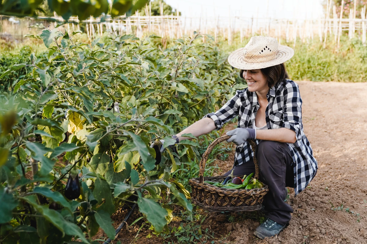 L'agriculture urbaine : un avenir prometteur pour la durabilité