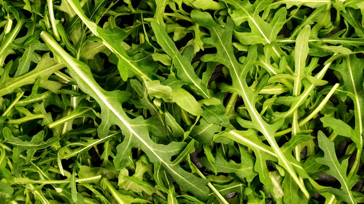Réussir la transition vers un mode de vie végétarien : les clés du succès
